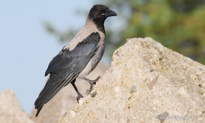 Серый ворон Каришка