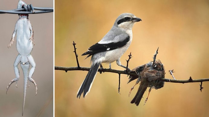 Сойка Кареза