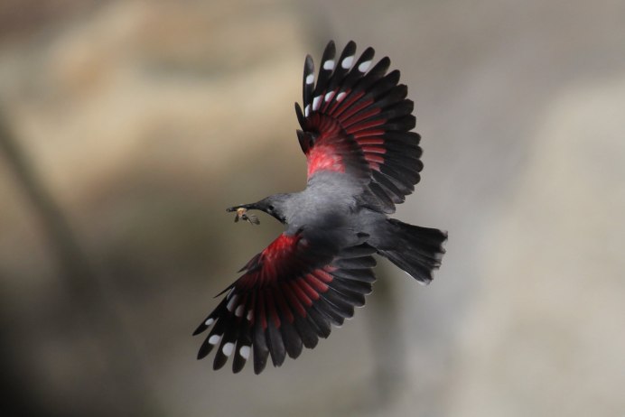 Белая птичка с черными полосками