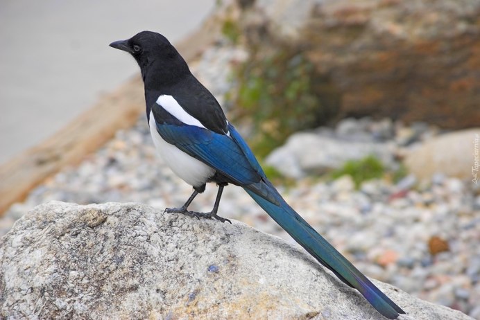 Коричневая птица с черной головой