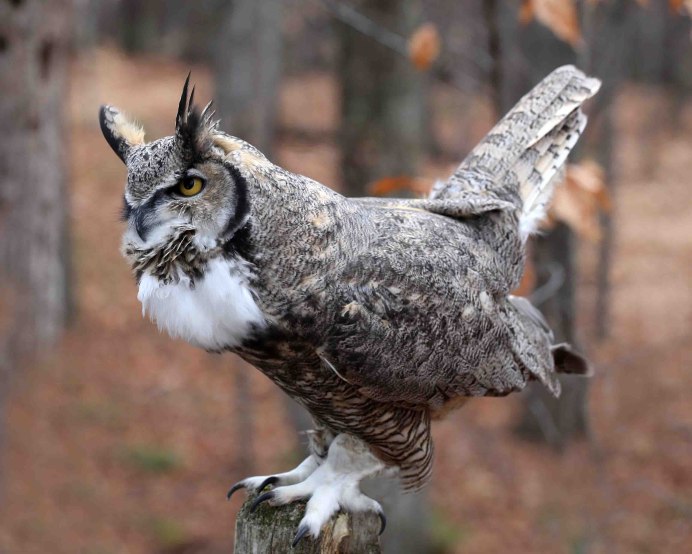 Орлан-белохвост Haliaeetus albicilla