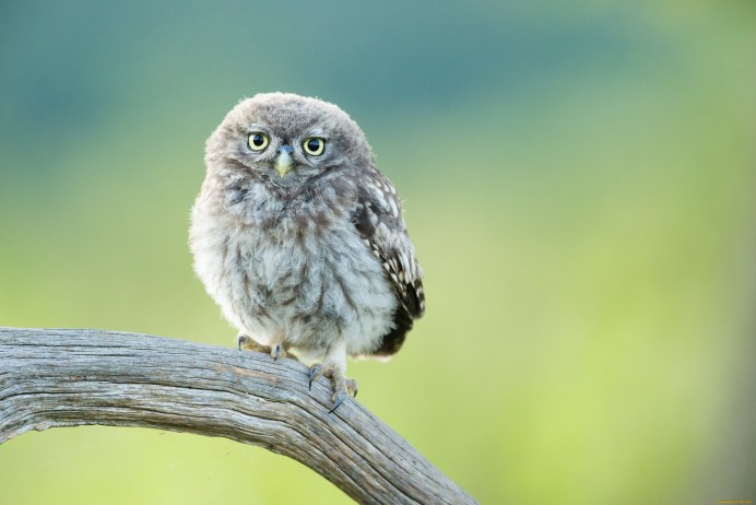 Воробьиный сычик (Glaucidium passerinum)