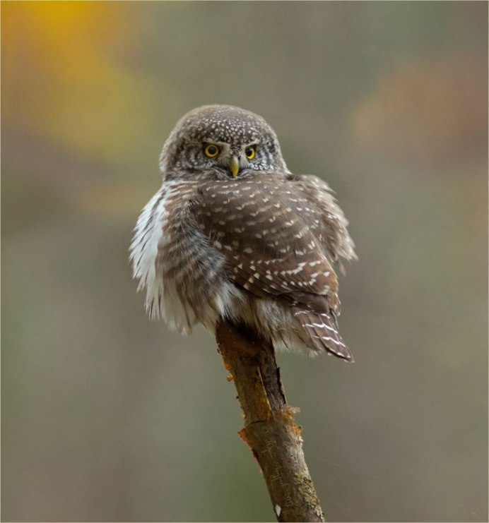 Воробьиный Сыч - Glaucidium passerinum
