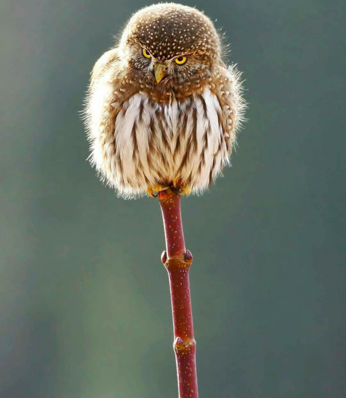 Glaucidium passerinum