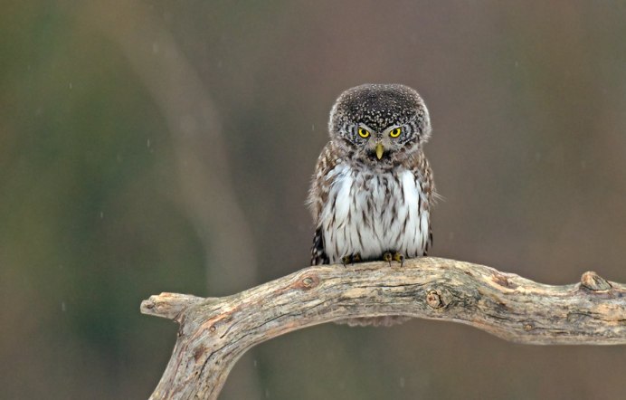 Воробьиный сычик (Glaucidium passerinum)