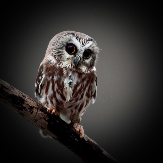 Аватарка Сова