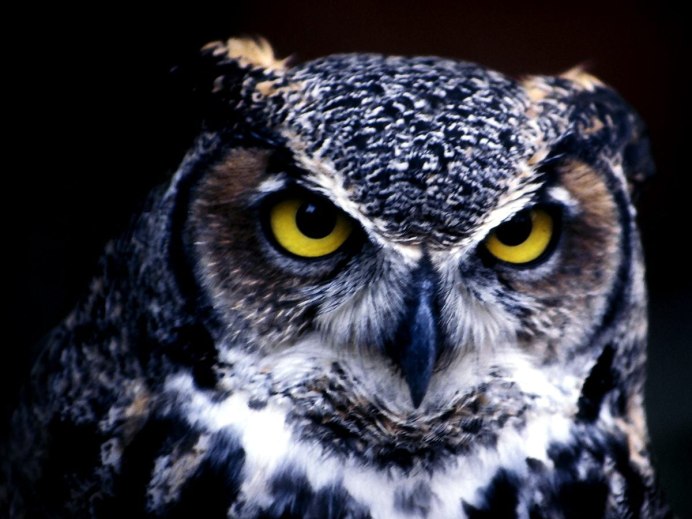 Филин с зелеными глазами