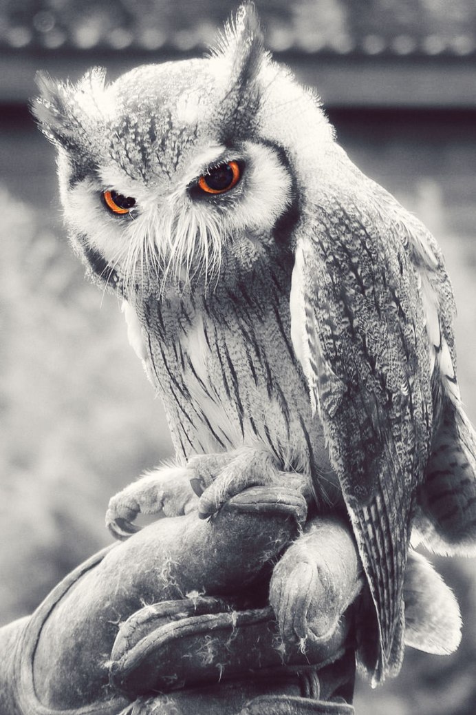 Сова и Планета