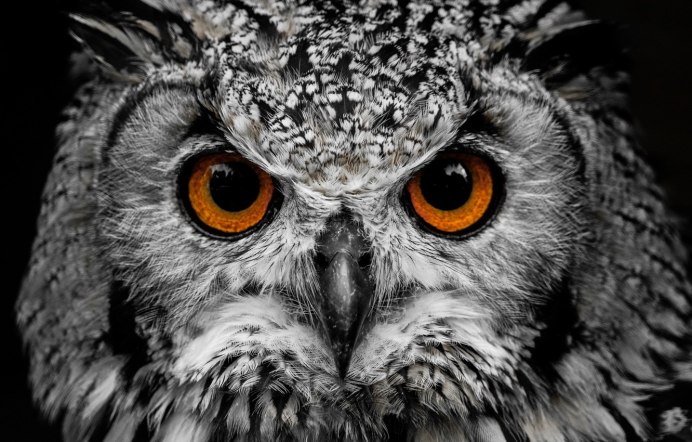 Злой взгляд Филина