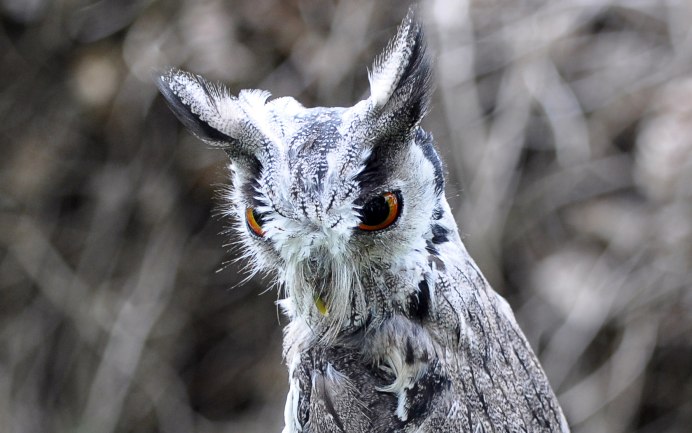 Усталая Сова