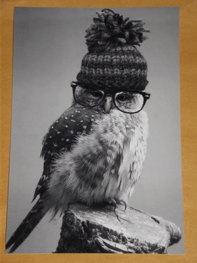 Совы Полярные