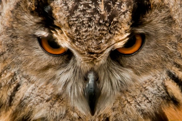 Взгляд Совы