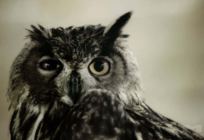 Бородатая неясыть