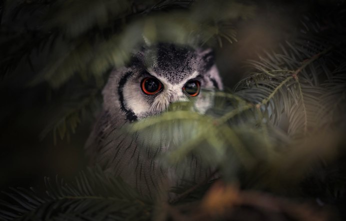 Голова Совы