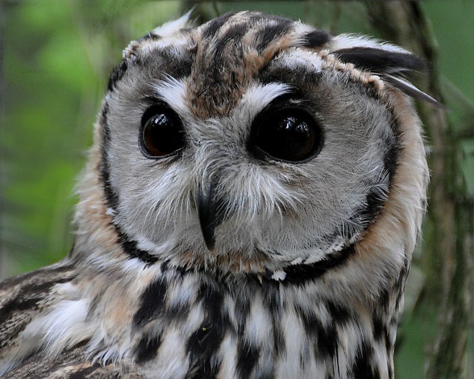 Сова с рожками