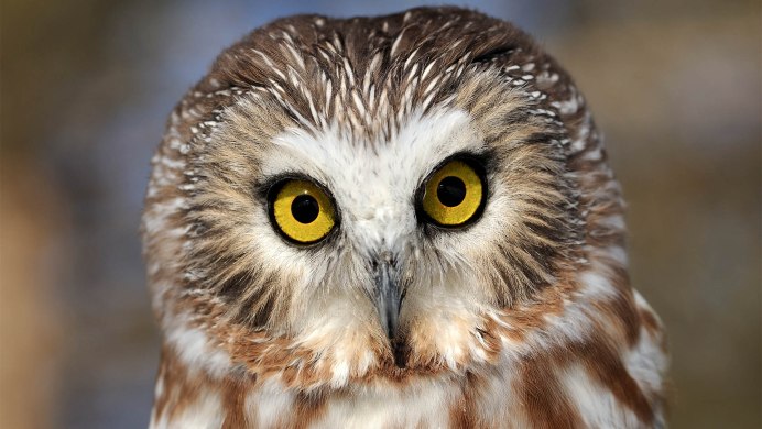 Константин Филин