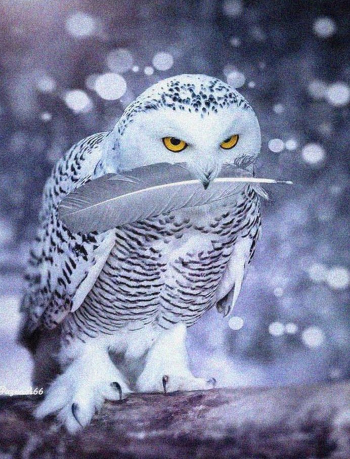 Сова черно белая