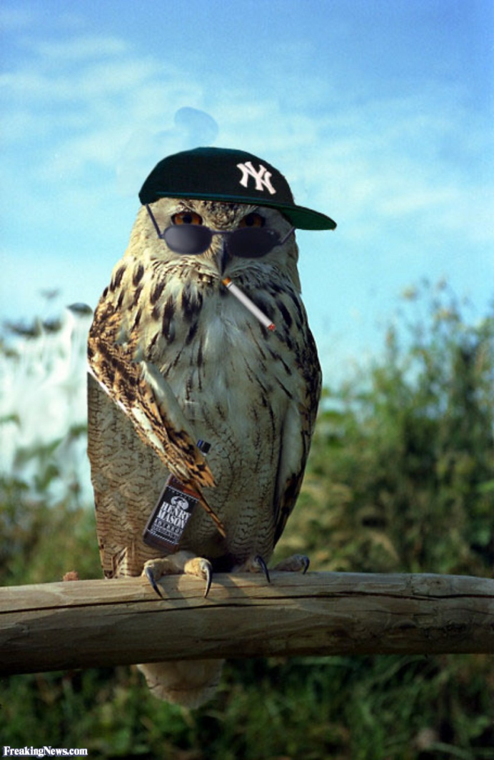 Злобная Сова