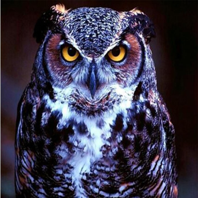 Сова аватар