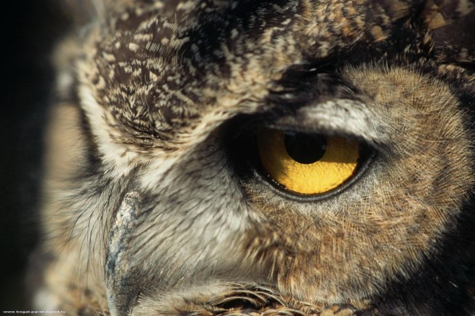 Чёрная Сова