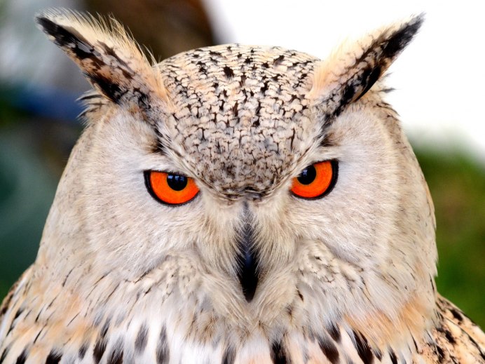 Филин со спины