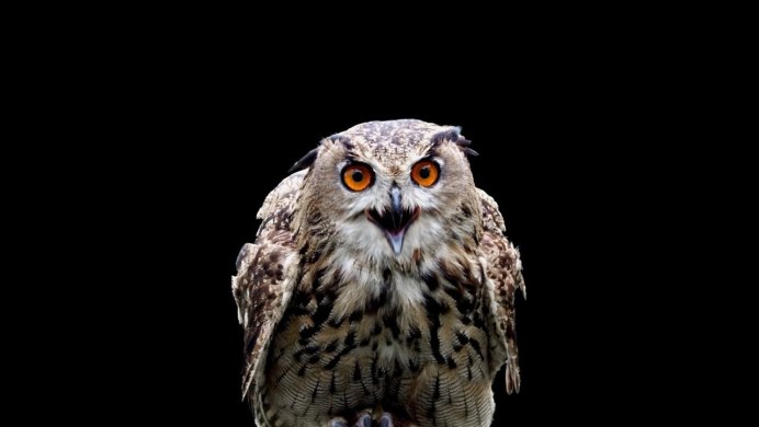 Старик с филином