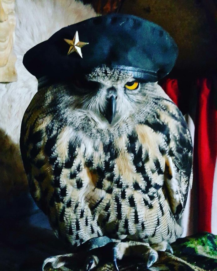 Филин Бубо-Бубо