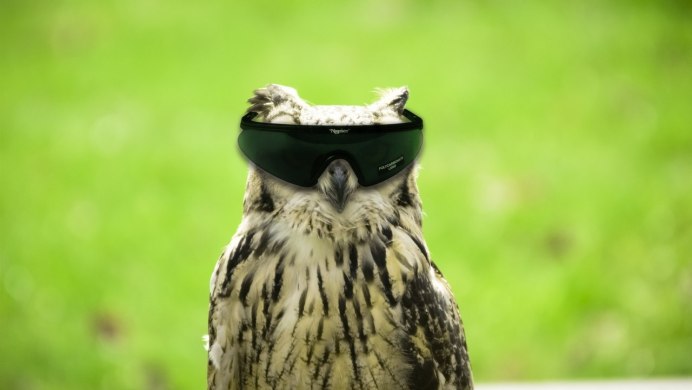 Филин гопник