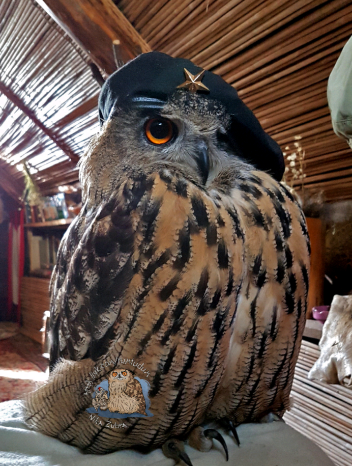 Пушистая Сова