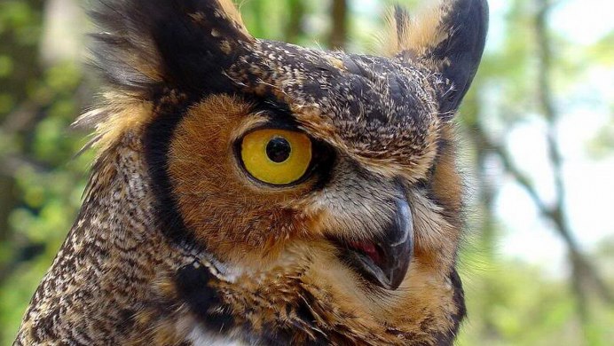 Сова в фуражке