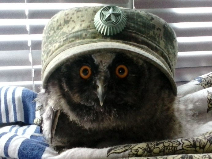 Филиппин ИС бро ГТА 5