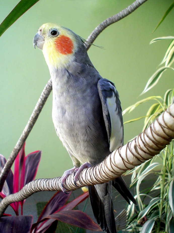 Веерного попугая (Deroptyus accipitrinus)