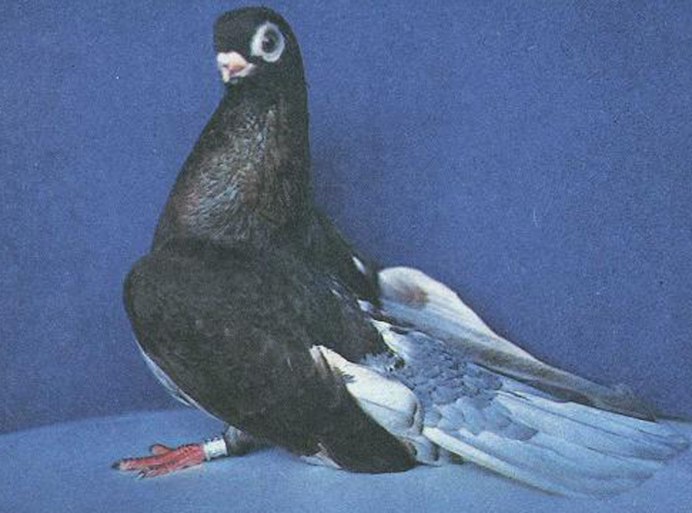 Голуби на улице