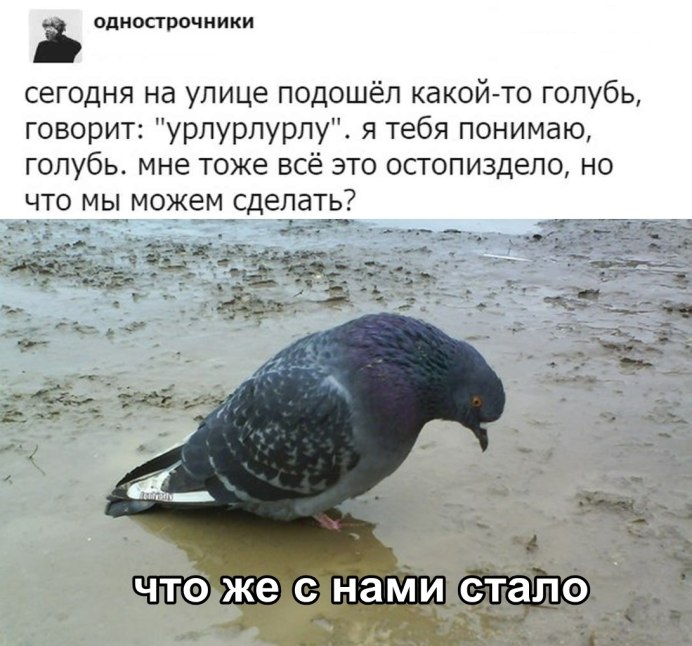 Короткоклювый Турман