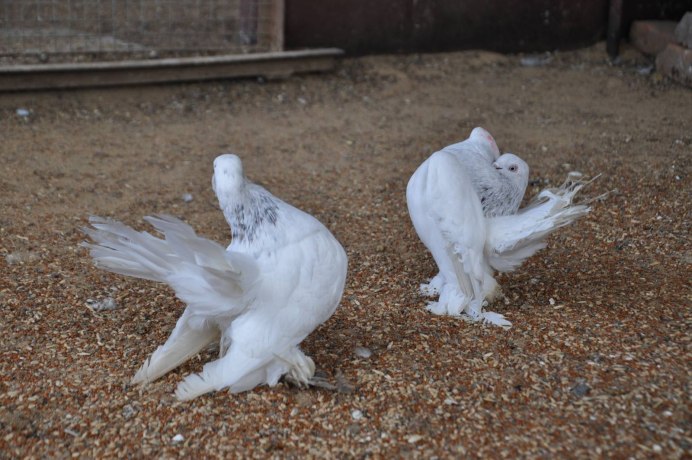 Columba Livia