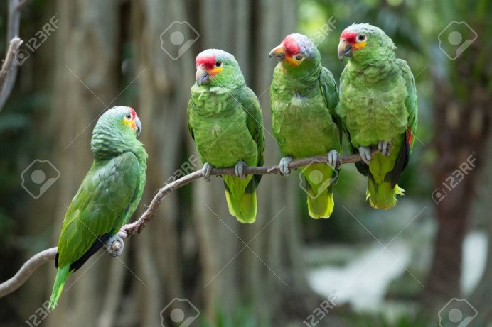 Green Cheek Conure попугай