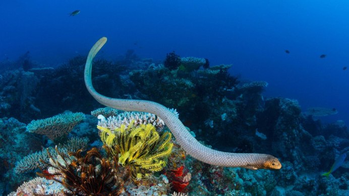Морские змеи ядовитые черного моря