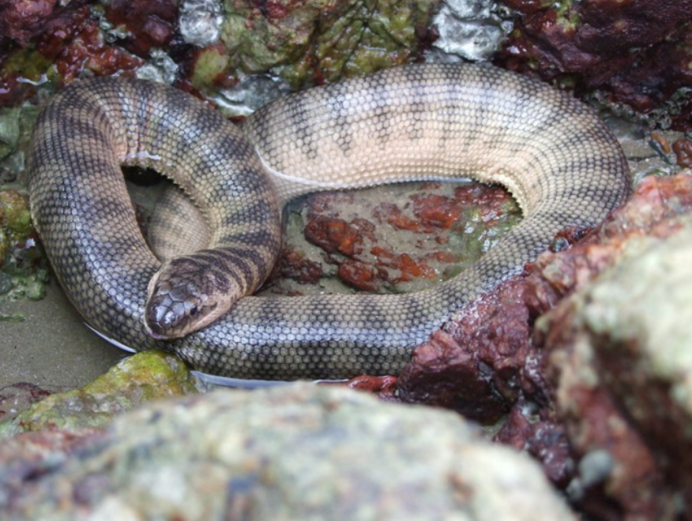 Malpolon monspessulanus