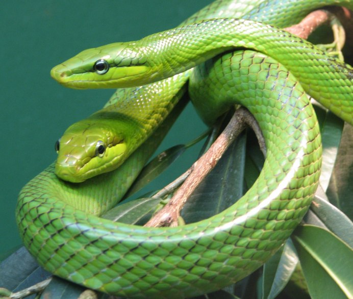 Gonyosoma oxycephalum