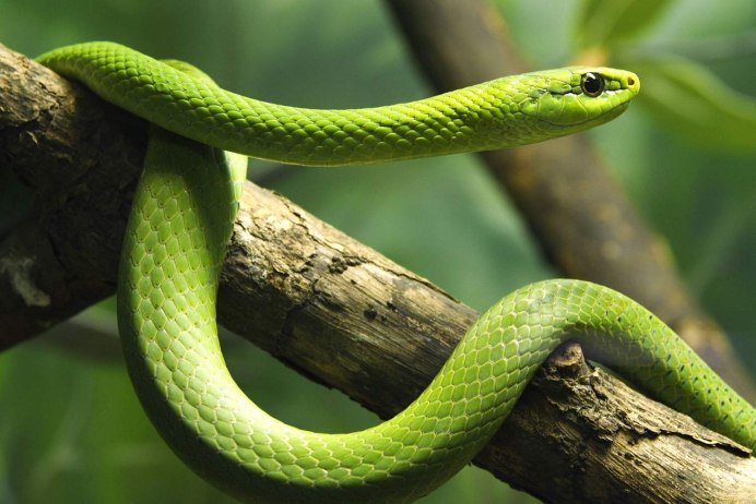 Aipysurus laevis