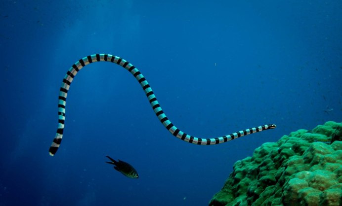 Оливковая морская змея Дюбуа