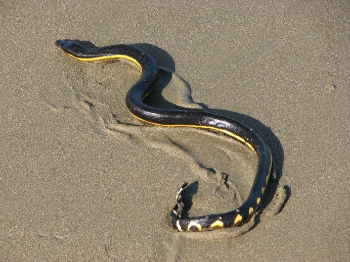 Trimeresurus Macrolepis