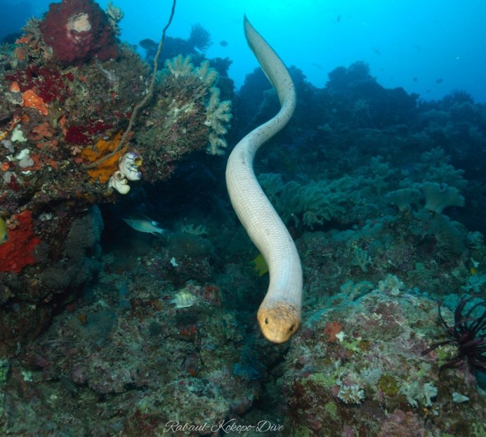 Морской Крайт плоскохвост