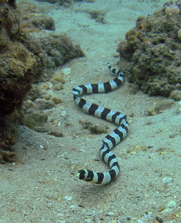 Aipysurus duboisii