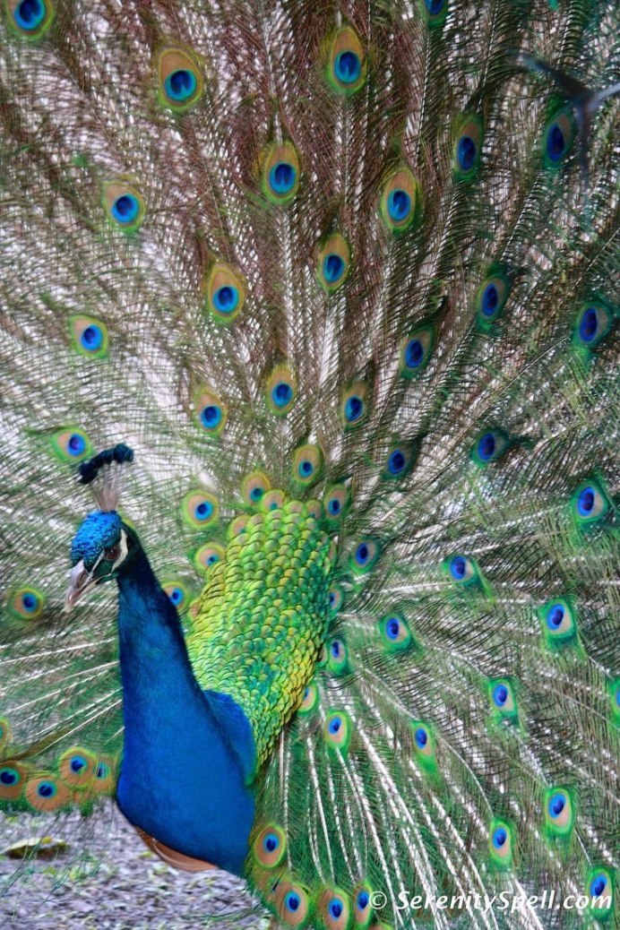 Обыкновенный Павлин белый