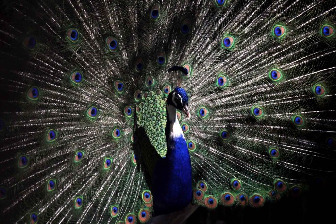 Черноплечий Павлин