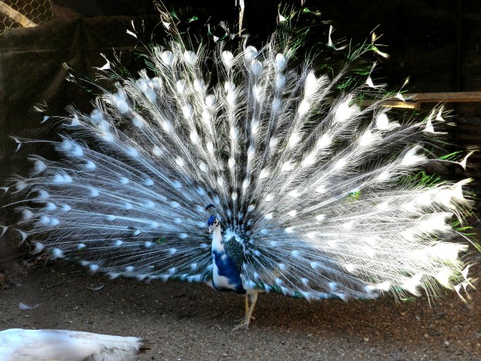 Черноплечий Павлин