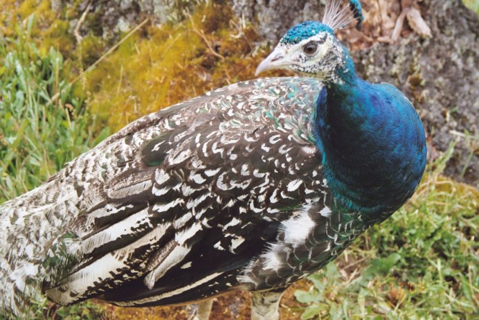 Обыкновенный Павлин Черноплечий