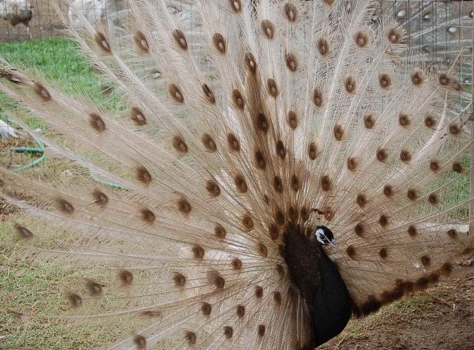 Павлины камео