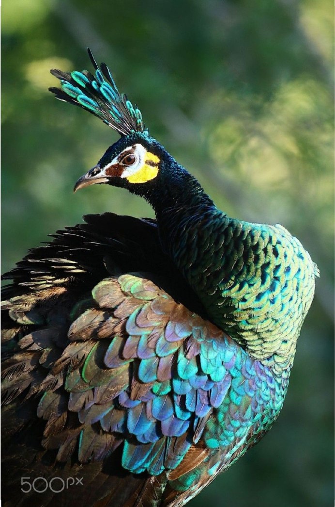 Каштановогрудый венценосный голубь